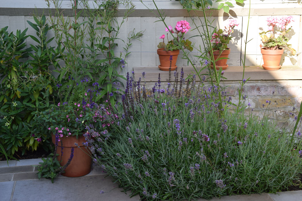 Lavender & terracotta pots